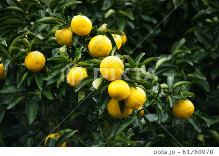 ニューサマーオレンジ ニューサマーオレンジ 61760070