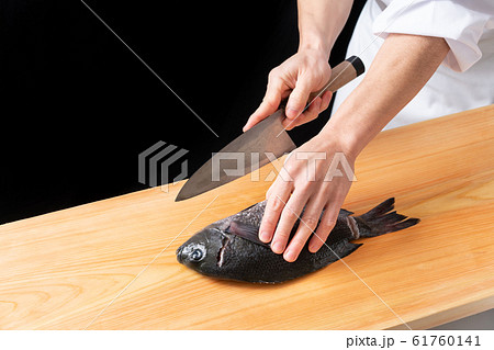 メジナを捌く板前 61760141