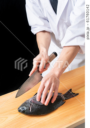 メジナを捌く板前 61760142