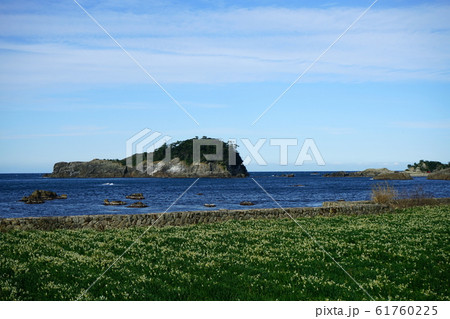 越前海岸 水仙 亀島 越前加賀国定公園 越前海岸 水仙 亀島 越前加賀国定公園 61760225