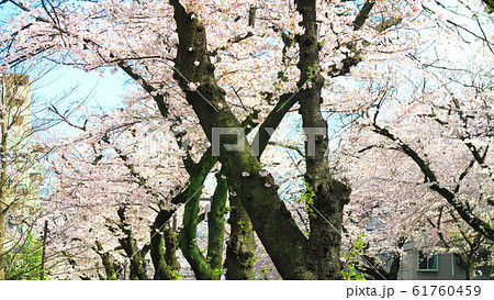 赤羽台さくら並木公園通りの桜並木 61760459
