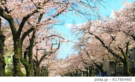 赤羽台さくら並木公園通りの桜並木 赤羽台さくら並木公園通りの桜並木 61760460