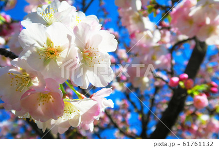戸田桜づつみの桜の花の風景 戸田桜づつみの桜の花の風景 61761132
