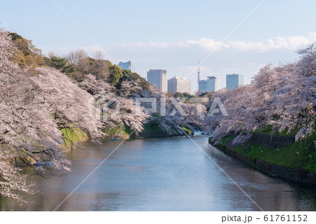 Sakura cherry blossom tree at Chidorigafuchi park, tokyo in spring 61761152