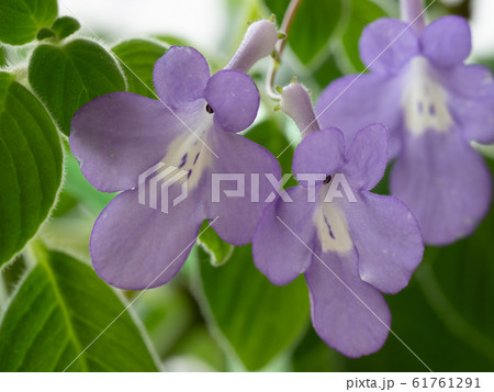 紫色のストレプトカーパス 61761291