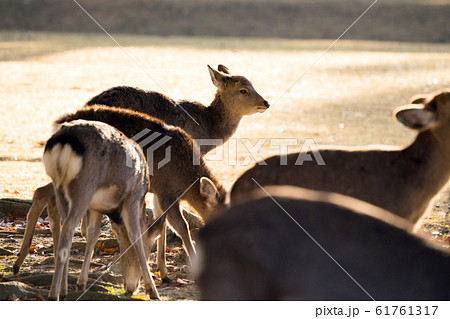 奈良公園 鹿 奈良公園 鹿 61761317