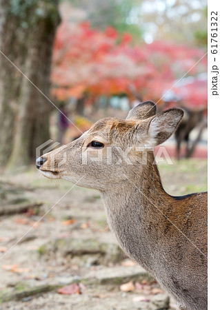 奈良公園　鹿 61761322