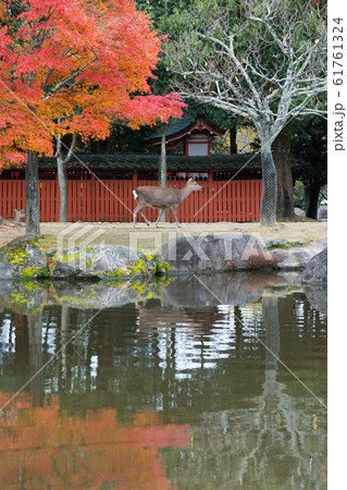 奈良公園　鹿 61761324