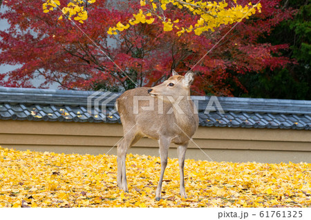 奈良公園　鹿 61761325