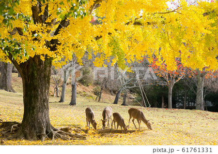 奈良公園　鹿 61761331