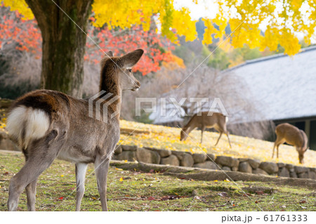 奈良公園　鹿 61761333