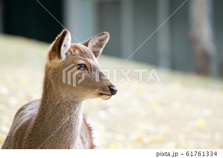 奈良公園　鹿 61761334