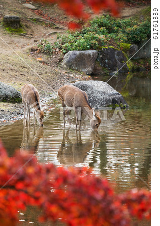 奈良公園　鹿 61761339