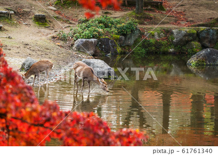 奈良公園　鹿 61761340