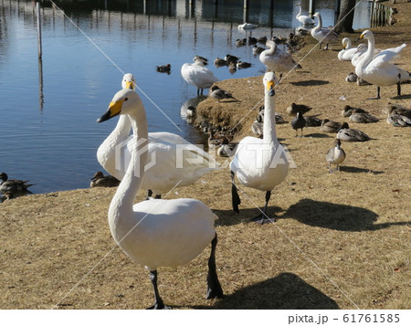 水戸大塚池の白鳥 61761585
