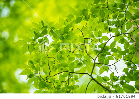 新緑 61761894