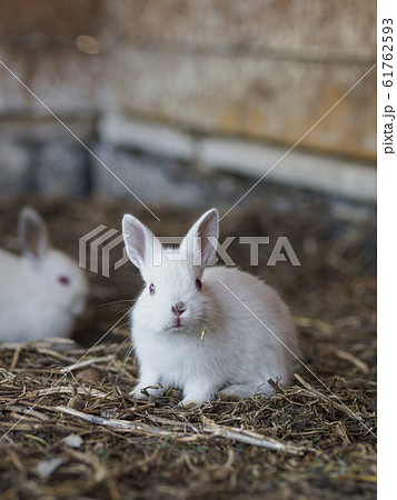白いウサギ 全身 正面向きの写真素材 白いウサギ 全身 正面向きの写真素材