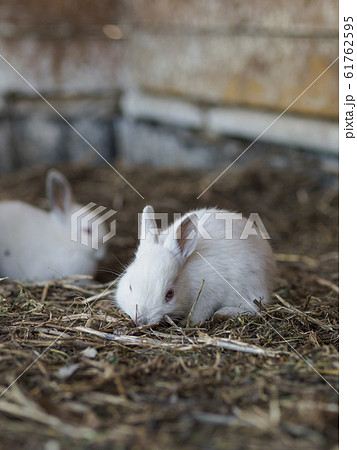 白いウサギ 全身 エサを食べるの写真素材