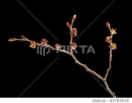 Blooming elm twig 61763019