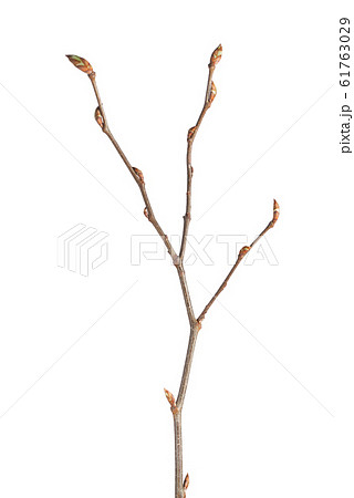 Buds on hornbeam tree twig Buds on hornbeam tree twig 61763029