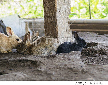 穴に群がる子ウサギたちの写真素材