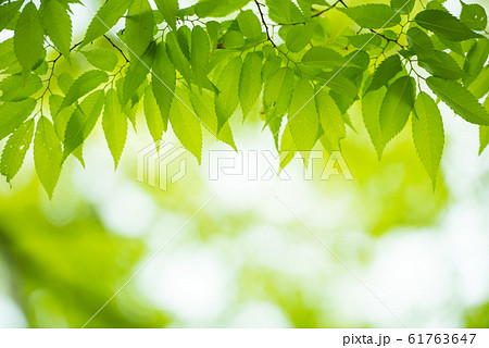 新緑 61763647