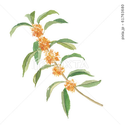 金木犀　キンモクセイ 61763680