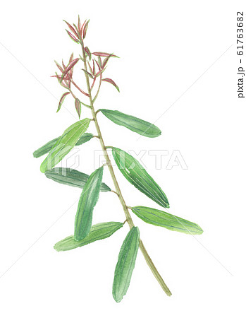 広南桂皮　カンナンニッケイ　 61763682