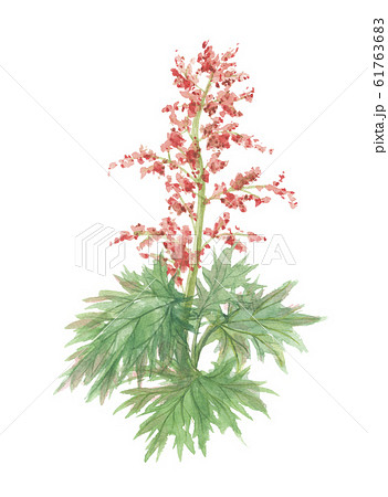 大黄　ダイオウ 61763683