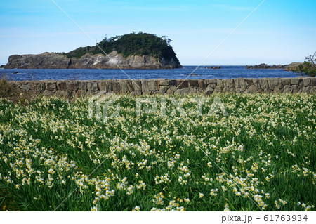 越前海岸　水仙　越前加賀国定公園　亀島 61763934