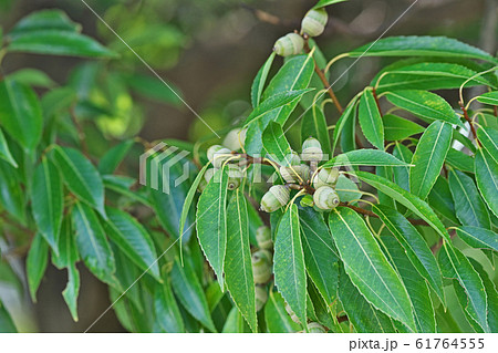 緑色のシラカシの実 61764555