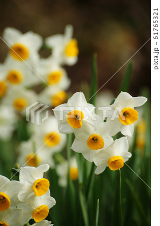 水仙の花 水仙の花 61765321