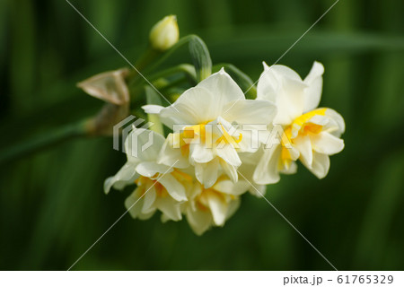 水仙の花 61765329