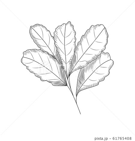 Leaves in engraved style. Leaf isolated on white 61765408