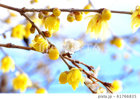 蝋梅と冬桜　神川町城峯公園 61766835
