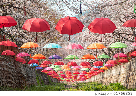 Beautiful vibrant decoration with umbrellas inside Yeojwacheon Stream during cherry blossom festival in Jinhae, Changwon 61766855