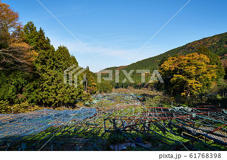 伊豆半島　筏場のわさび田 61768398
