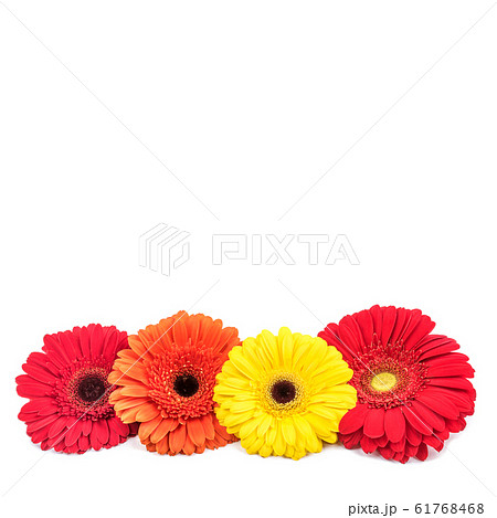 Four gerbera flowers isolated on white background. 61768468