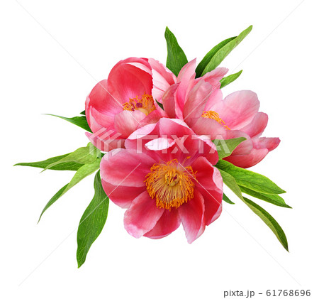 Three coral peony flowers with green leaves 61768696