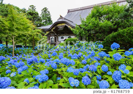 紫陽花 61768759
