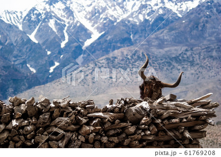 Picture of the head of a dead yak on firewood 61769208