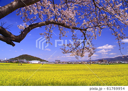 藤原京（奈良県　橿原市）に咲く菜の花と桜の花 61769954