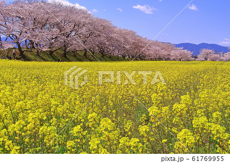 藤原京（奈良県　橿原市）に咲く菜の花と桜の花 61769955