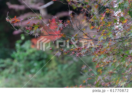 毘沙門堂の紅葉、京都市山科区 61770872