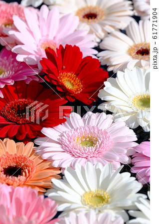 ガーベラ 61771904