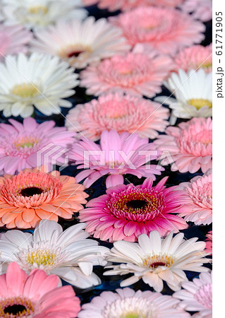 ガーベラ 61771905
