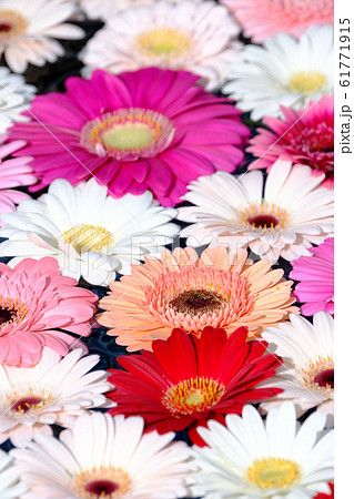 ガーベラの写真素材