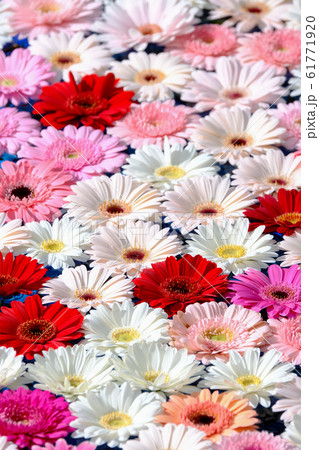 ガーベラ ガーベラ 61771920