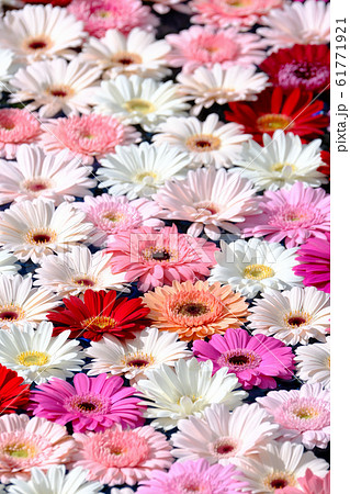 ガーベラ 61771921
