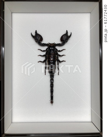 ダイオウサソリ Pandinus imperator の標本の写真素材 [61772430] - PIXTA